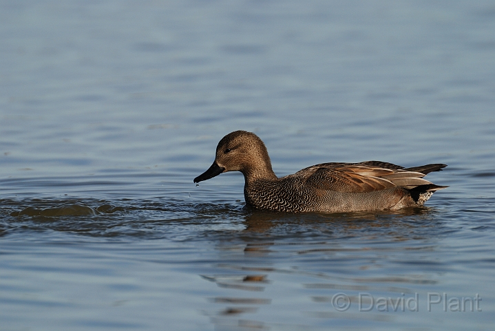 Gadwall - B.jpg - Gadwall, male - Slimbridge